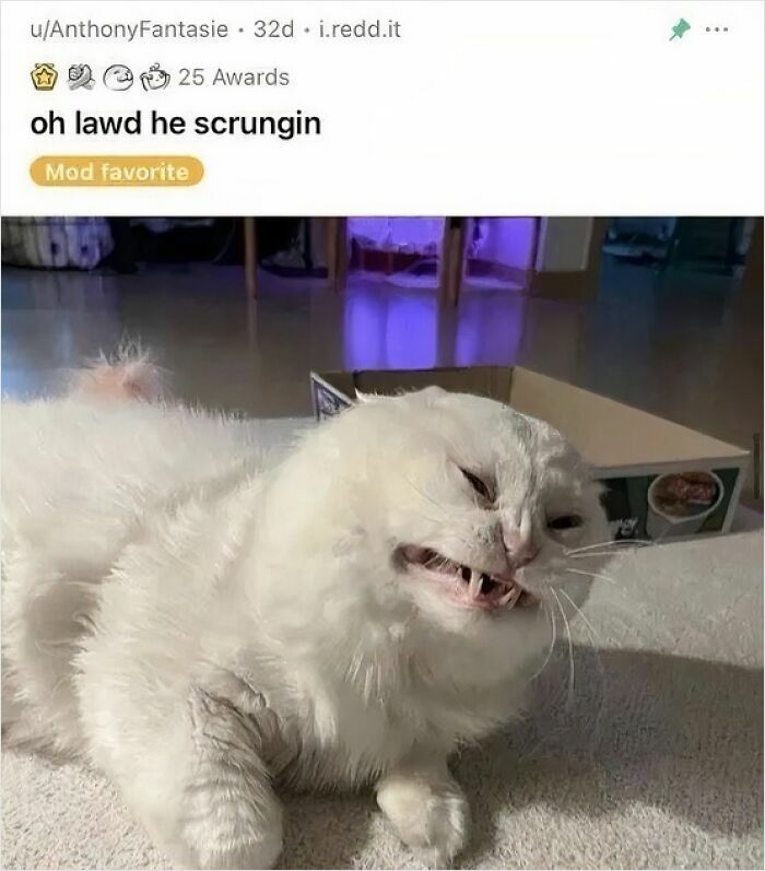 White cat making a goofy face while lying on carpet beside an open box, showcasing its quirky and unaware expression.