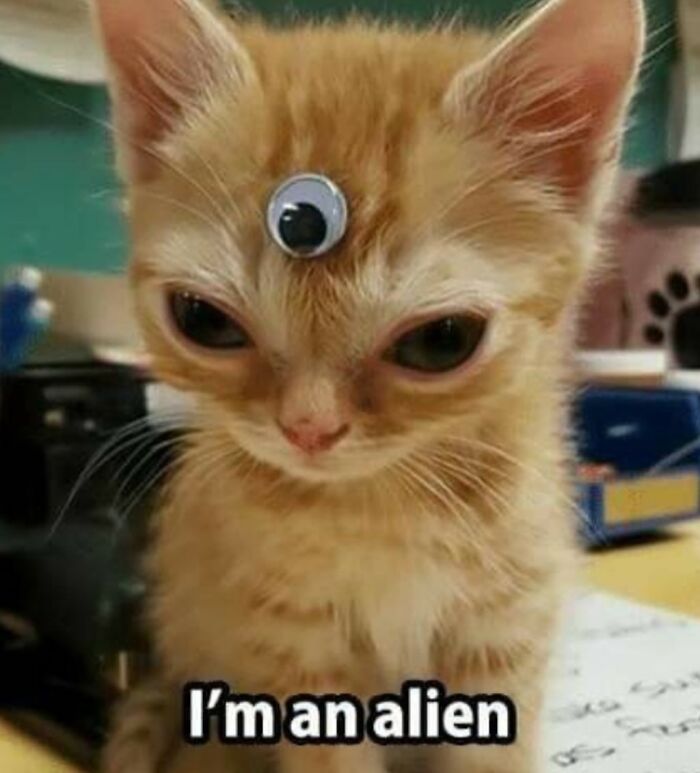 Orange kitten with a googly eye on its forehead, looking goofy and unaware in a humorous cat photo.
