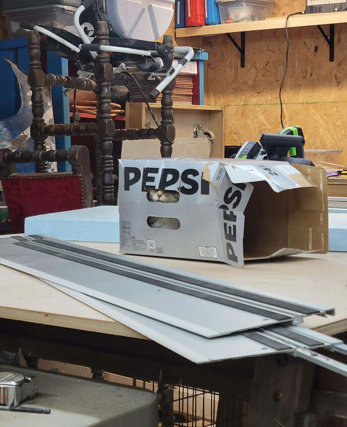 Cat perfectly merged into the background inside a Pepsi cardboard box in a cluttered workshop setting.