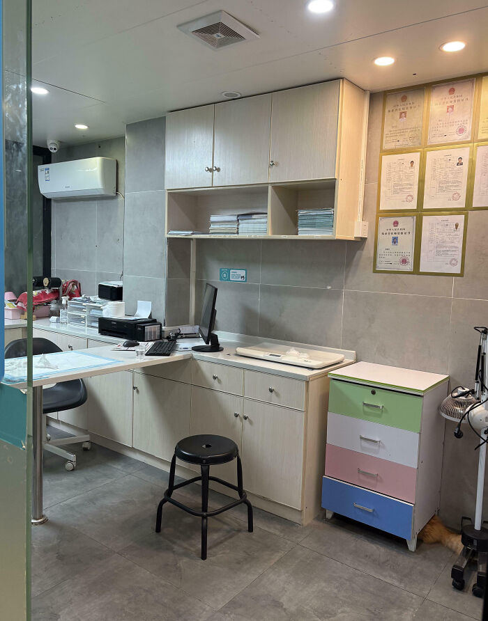 Cat seamlessly merged into the background hiding behind a colorful drawer in a modern office setting.