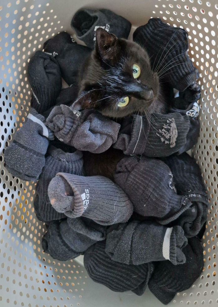 Black cat blending seamlessly with a pile of black socks inside a perforated laundry basket, demonstrating perfect camouflage.