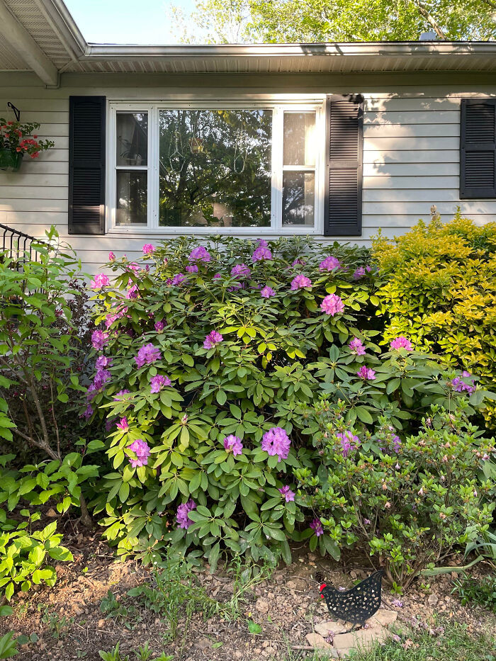Cat blending seamlessly into garden background among green leaves and purple flowers in front of house window.