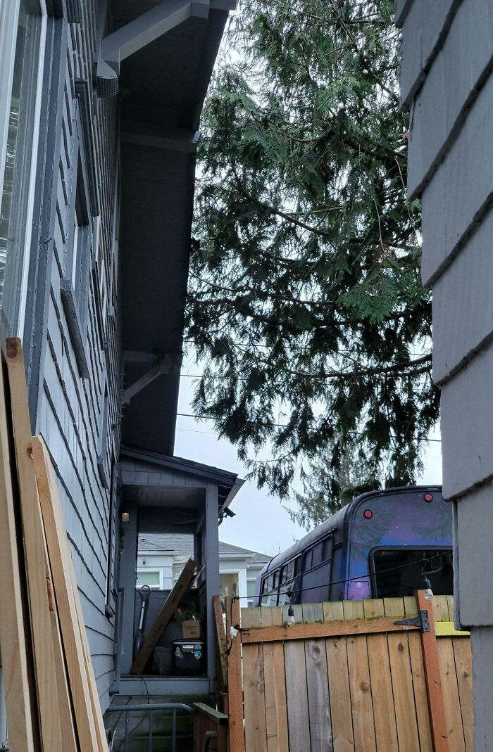 Cat blending with tree branches in a backyard scene, showcasing seamless merging and natural camouflage of cats in the background.