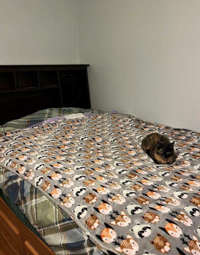 Cat blending into a blanket with animal patterns on a bed, showcasing seamless cat camouflage in the background.