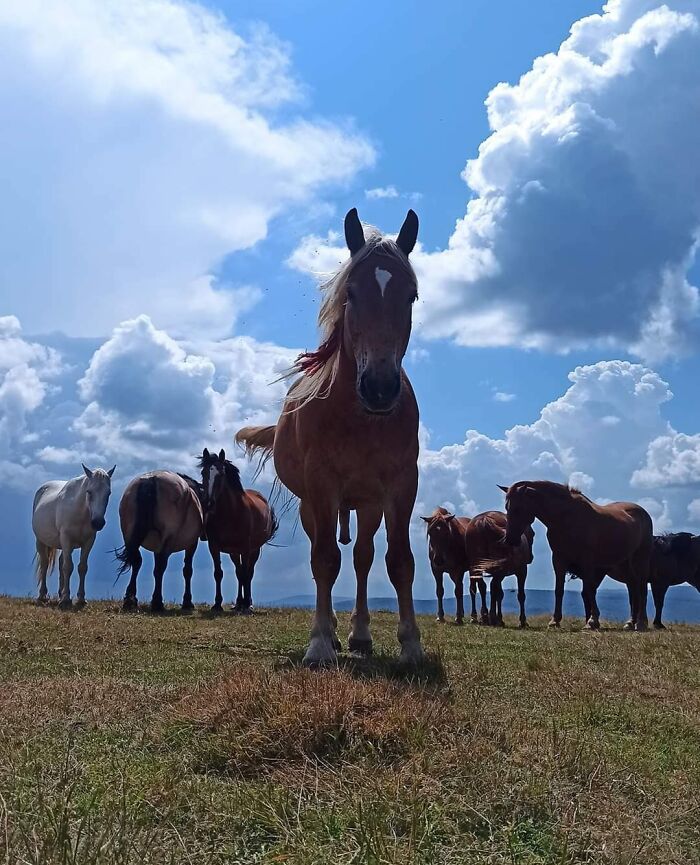 Horses standing in a field under a bright sky, a hilarious photo that could become an instant meme post.
