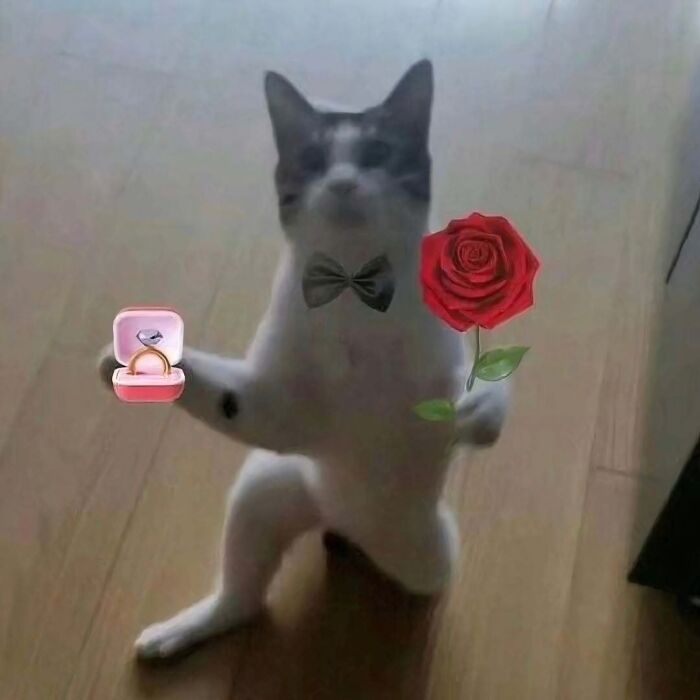 Cat wearing a bow tie holding a rose and a ring box, showing a humorous and weird pose indoors on wooden floor.