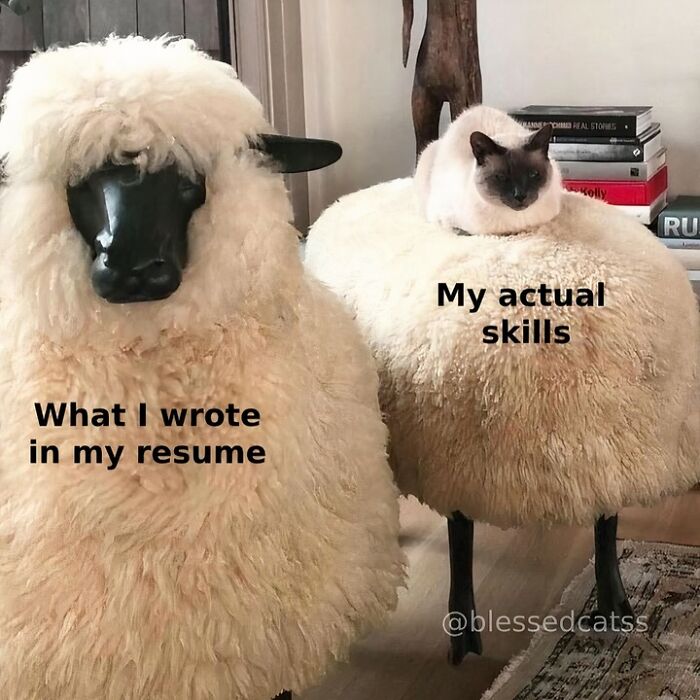 A cat sitting on a fluffy sheep-shaped stool with humorous text about resume skills and actual skills, showcasing cats being hilarious.