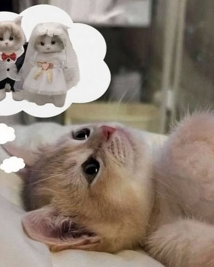 Cat lying down imagining two cats dressed as a bride and groom, showcasing cats being their hilarious and weird selves.