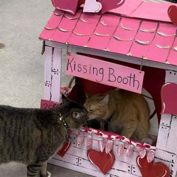 Two cats at a pink kissing booth, showcasing cats being their hilarious and weird selves in a playful setting.