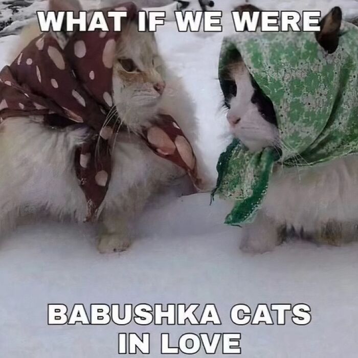 Two cats wearing patterned babushka scarves in the snow, showcasing cats being their hilarious and weird selves.