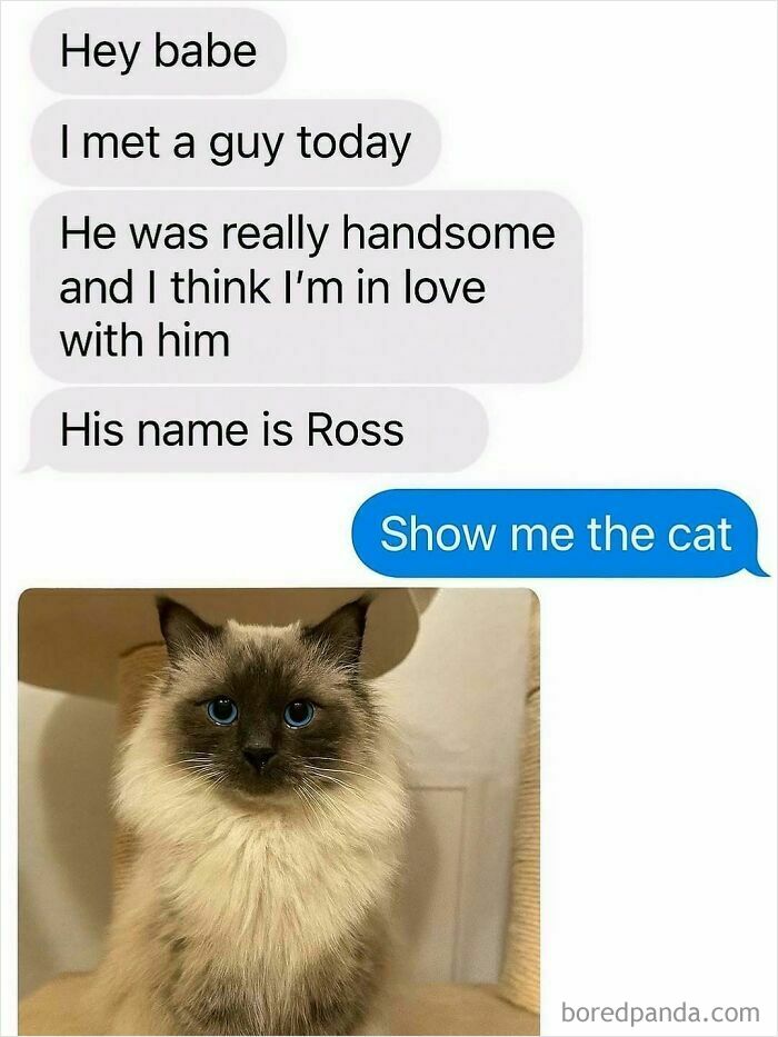 Text message conversation about meeting a handsome guy named Ross, followed by a photo of a fluffy cat with blue eyes, serotonin boost.