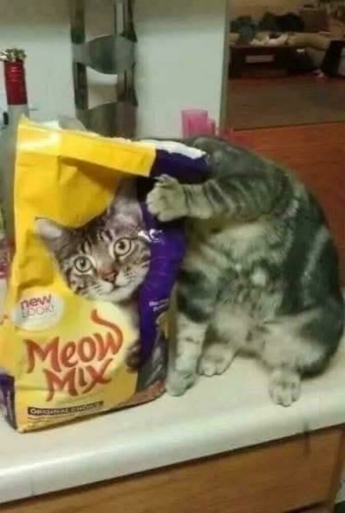 Cat playfully poking head through Meow Mix bag, a hilarious post that became an instant meme on a kitchen counter.