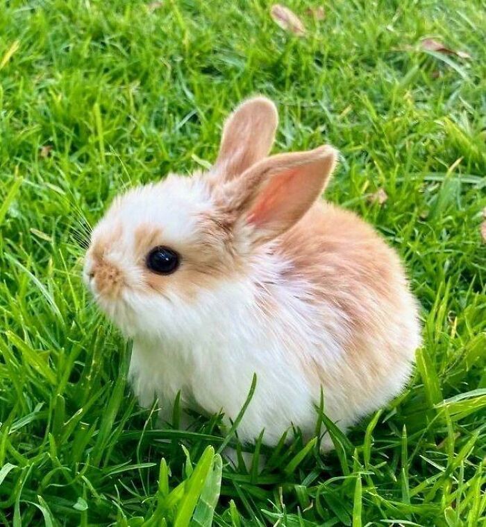 Fluffy baby bunny sitting on green grass, one of the cutest baby animal pics sure to make you say aww.