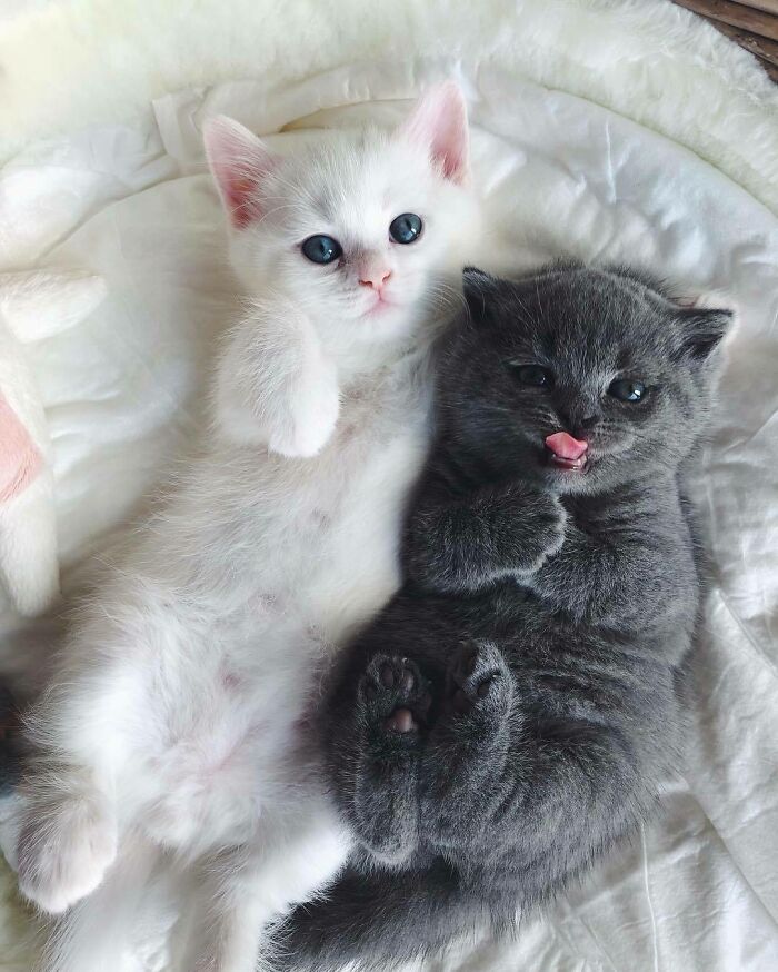 Two adorable cute baby kittens lying on a soft white blanket, one white and one gray, in a cozy setting.