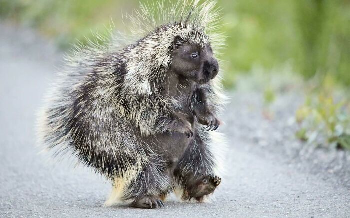 Porcupine walking on a gravel path, illustrating a moment of clumsy movement reminiscent of drunk fumbles and fails.