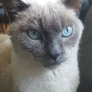 stephaniericher avatar