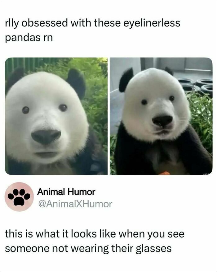 Animal-Humor-Pics-Animalxhumor