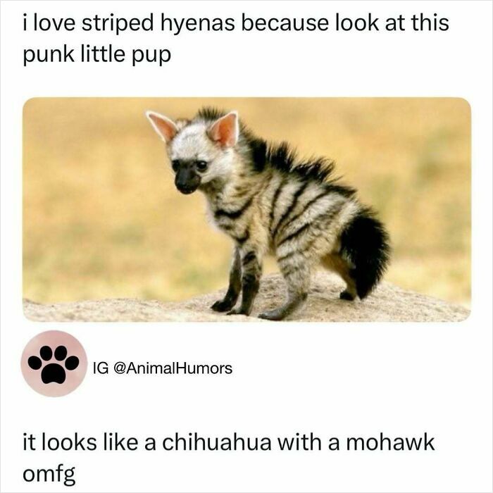 Animal-Humor-Pics-Animalxhumor