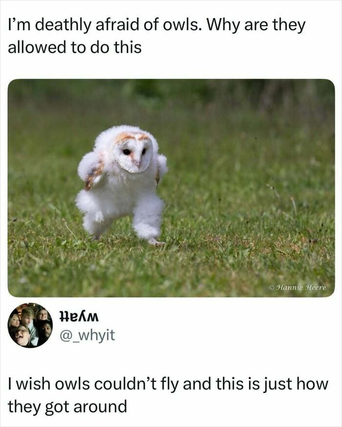 Animal-Humor-Pics-Animalxhumor