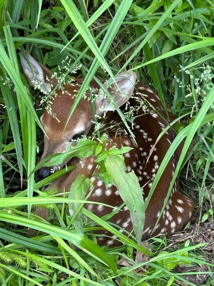 Baby deer resting in tall green grass, showcasing one of the cutest baby animal pics that inspires an aww reaction.