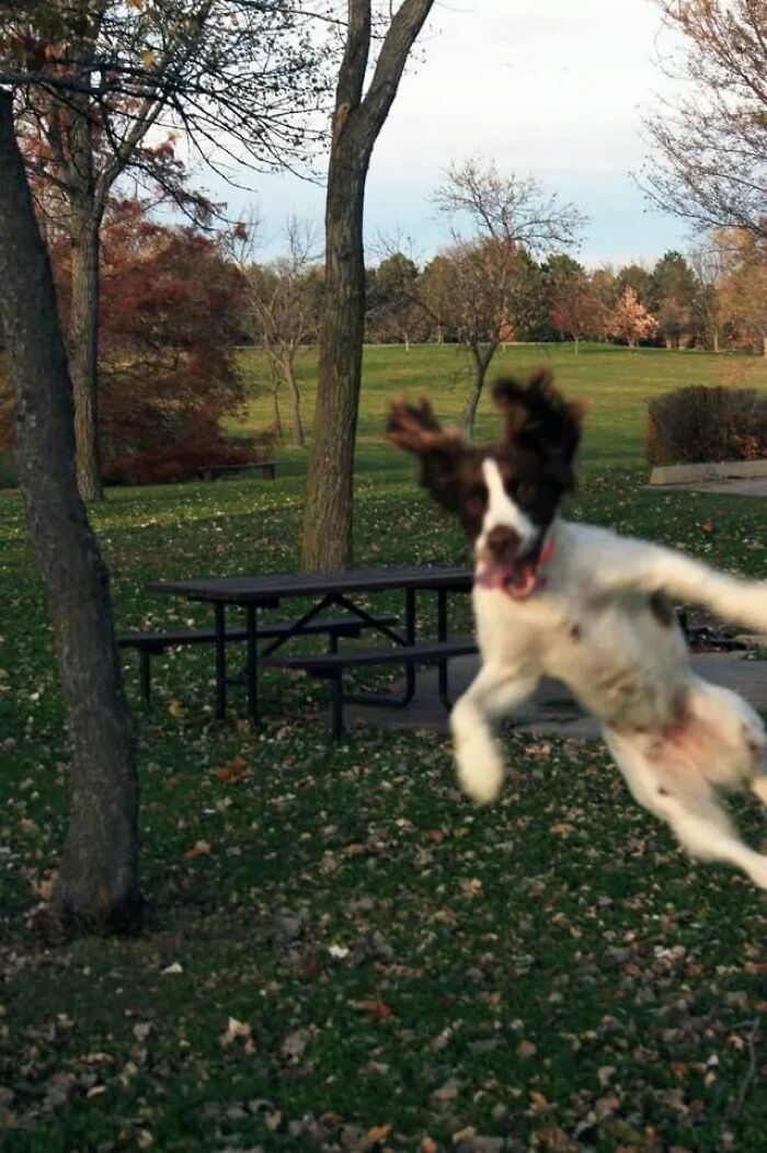 Playful dog photobombing an outdoor photo in a park with trees and a picnic table in the background.