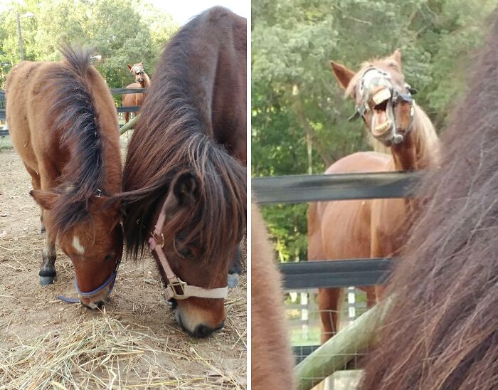 Two horses eating hay calmly in the foreground with a photobombing horse making a goofy face behind a fence.