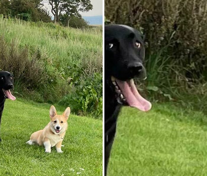 Two dogs sitting on grass with one photobombing the other, capturing a moment of photobombs either disaster or perfection.