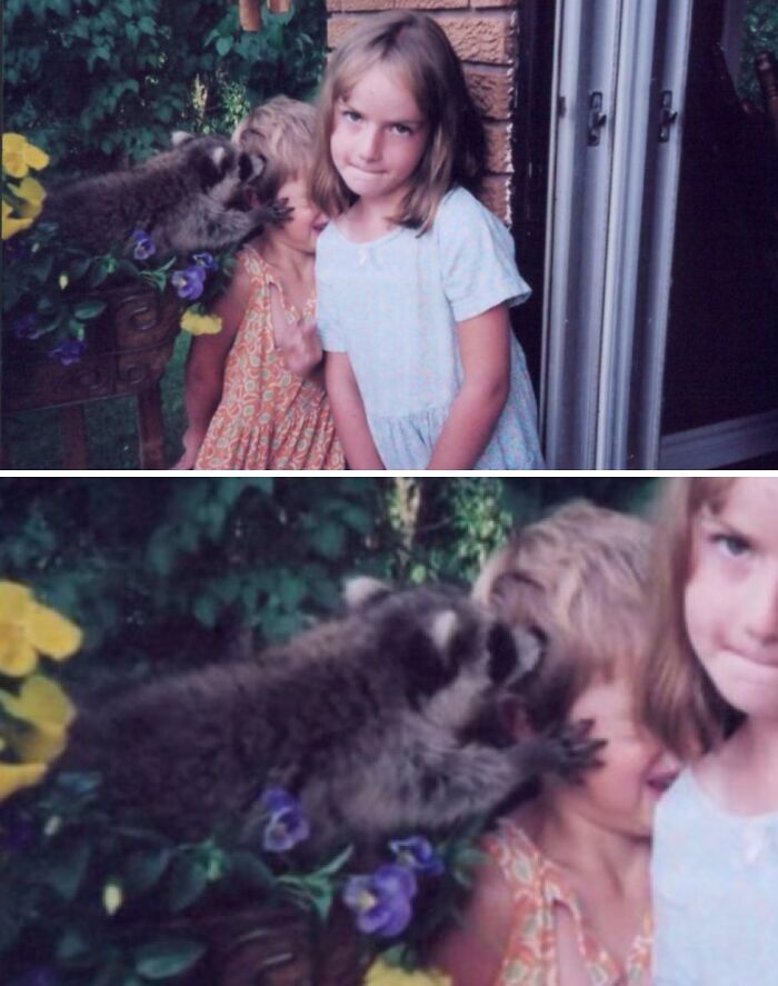Two girls posing while a raccoon photobombs by jumping on one girl’s face in a backyard setting, a classic photobomb moment.