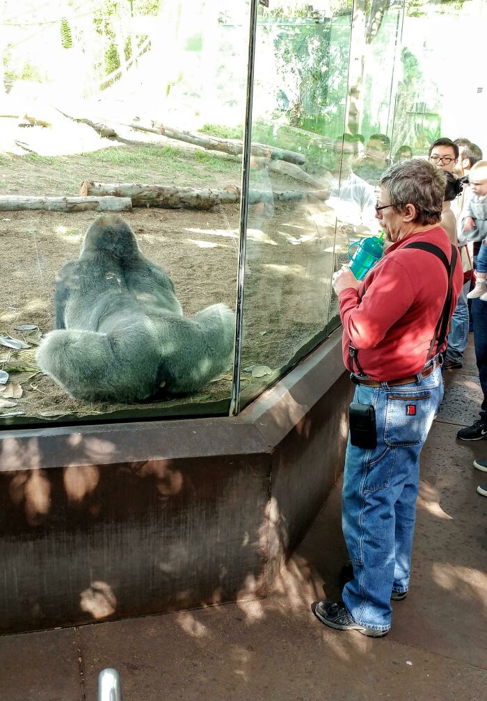 Man at zoo enclosure with gorilla photobomb creating a humorous and unexpected moment.