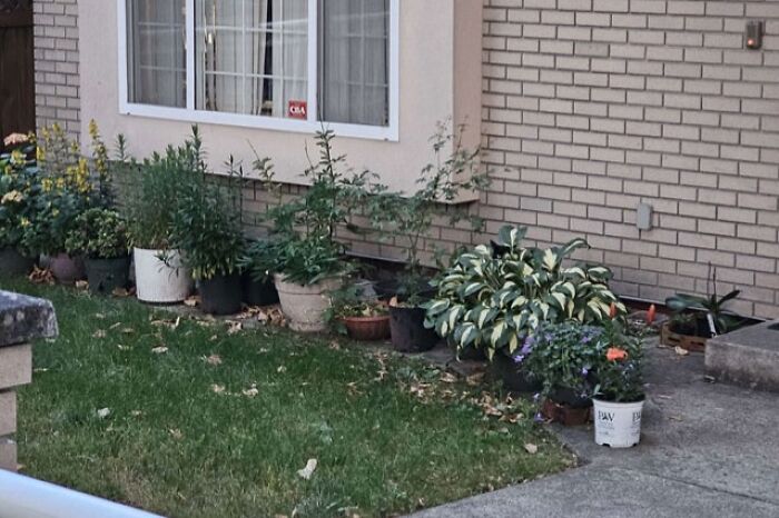 Cat blending seamlessly into the background among potted plants outside a brick house near a window on the lawn.