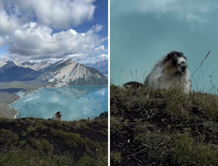 Mountain landscape with a lake and a photobomb by a marmot on the grassy hilltop under a cloudy sky.