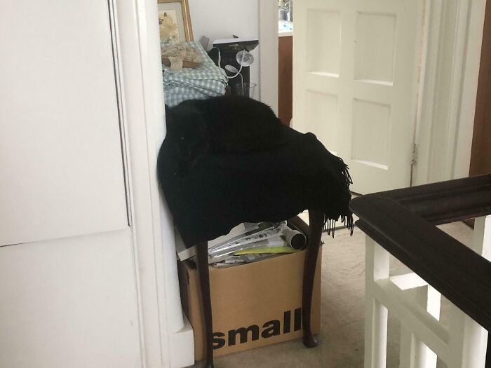 Black cat blending seamlessly into a dark blanket on a chair, perfectly camouflaged with the surrounding background.