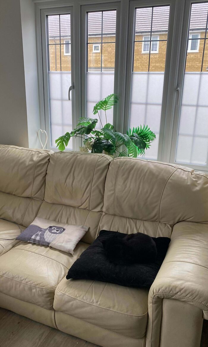 Black cat seamlessly merged into the background on a beige leather couch with a black cushion and a plant nearby.