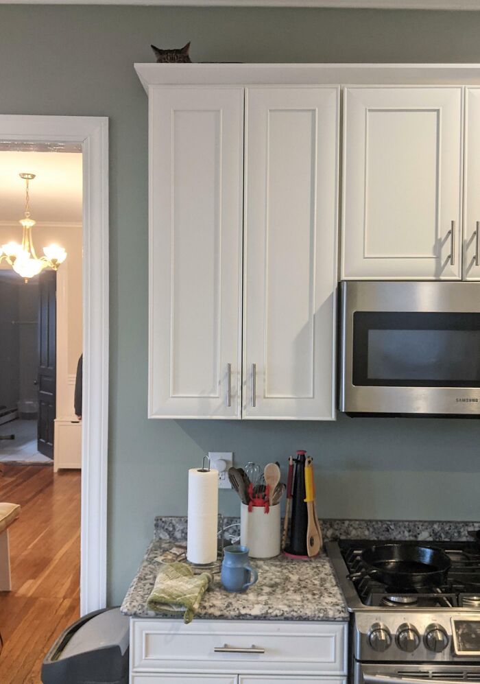 Cat blending into the kitchen background, peeking from behind a white cabinet in a home cooking space.