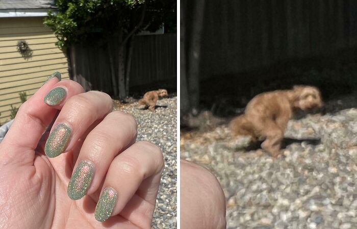 Close-up of a hand with glittery green nails with a dog photobombing in the background, showcasing perfect photobombs.