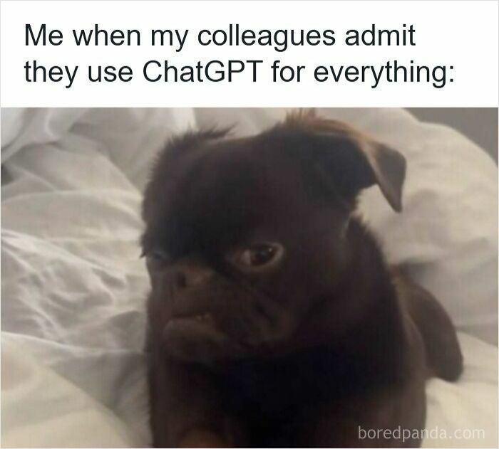 Tired dog meme expressing frustration, perfect for funny memes for teachers who deserve a raise and a nap.