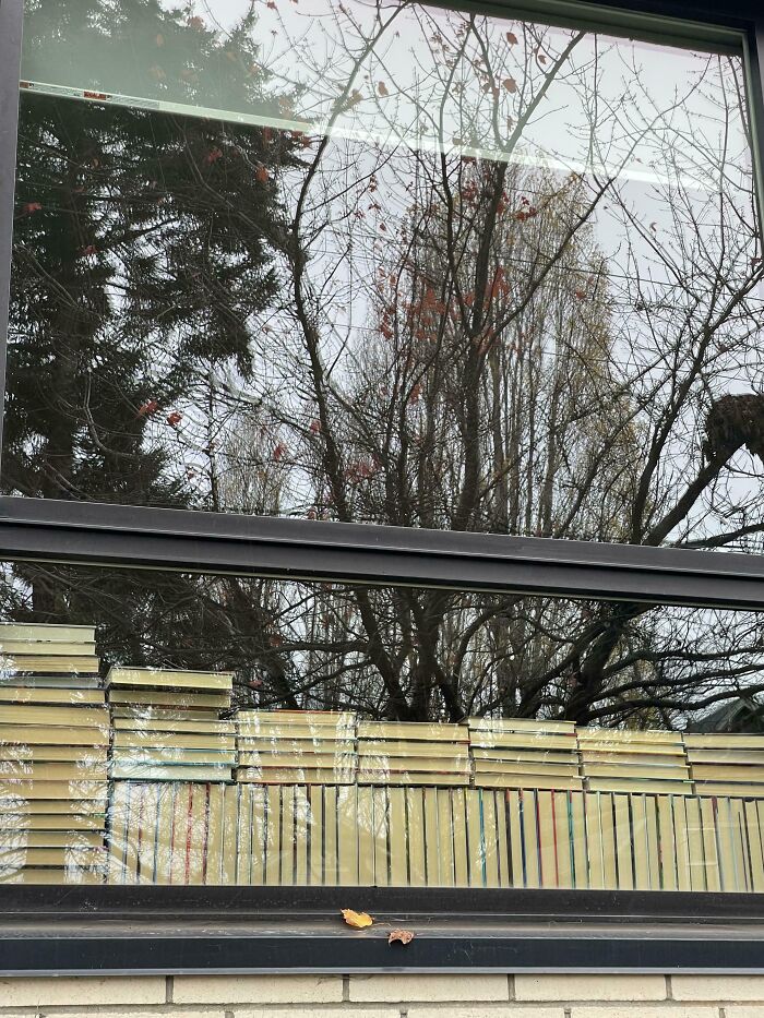 Cat blending seamlessly into the background on a window ledge with stacked books and tree reflections outside.