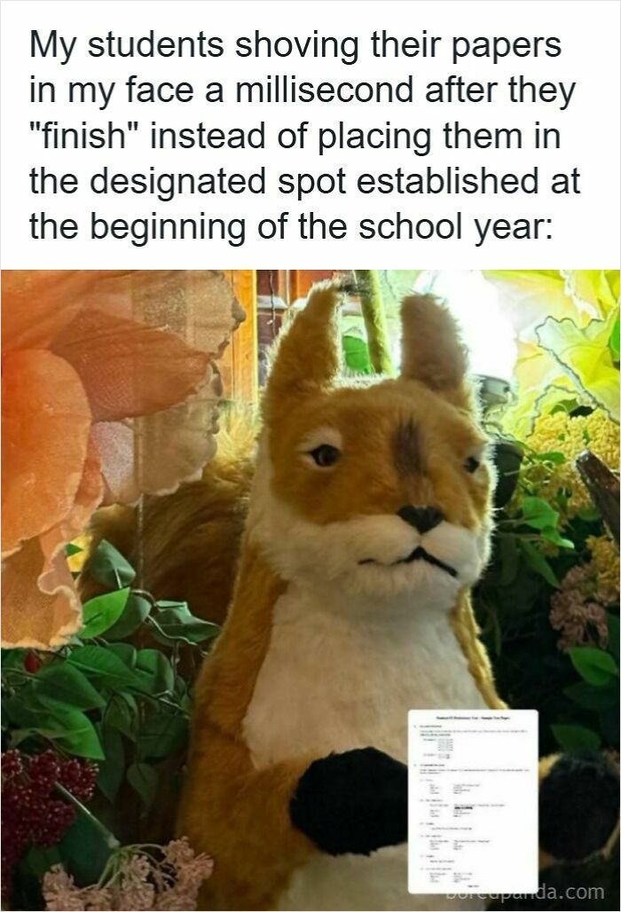 Squirrel meme showing frustration with students handing papers improperly, highlighting funny memes for teachers.