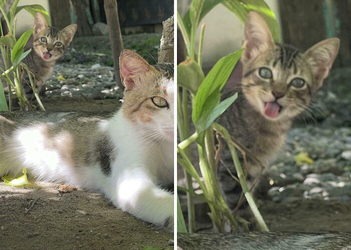Two cats in a garden setting with one cat photobombing from behind, creating a perfect photobomb moment.