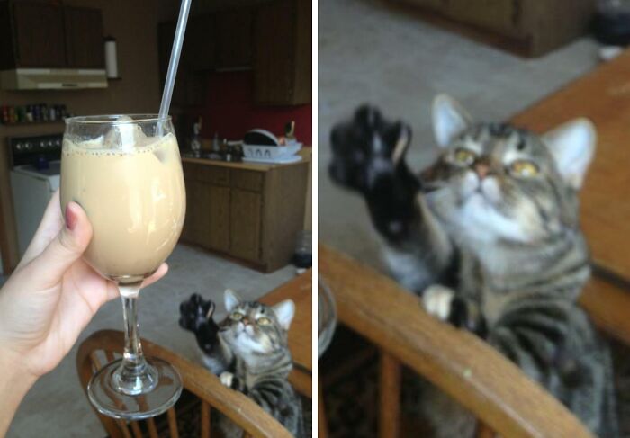 Tabby cat reaching out behind a glass of iced coffee, a photobomb capturing a perfect moment of curiosity.