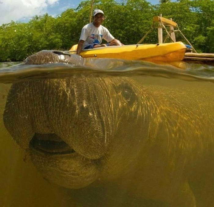 Man in a yellow kayak photobombed by a large manatee swimming just below the water surface in a river.