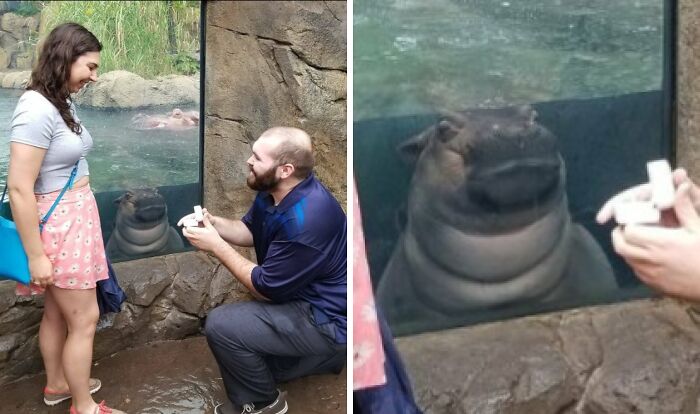 Man proposing to woman at a zoo with a hippo photobombing through the glass, a perfect photobomb moment.