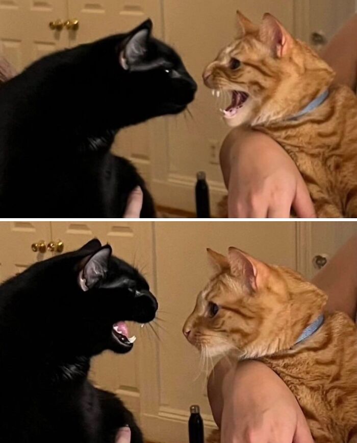 Two goofy cats, one black and one orange, facing each other with funny expressions indoors on a person's lap.