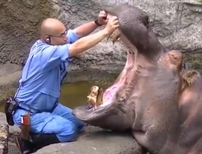 Zoo worker in blue uniform cleaning the wide open mouth of a large hippo, showing unsettling job conditions.