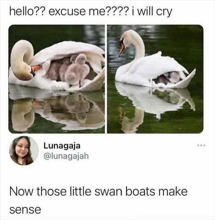 Animal-Humor-Pics-Animalxhumor