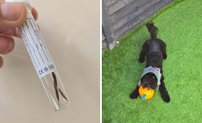 Two images showing mildly infuriating things testing patience: a tiny object in a tube and a dog with a toy on artificial grass.