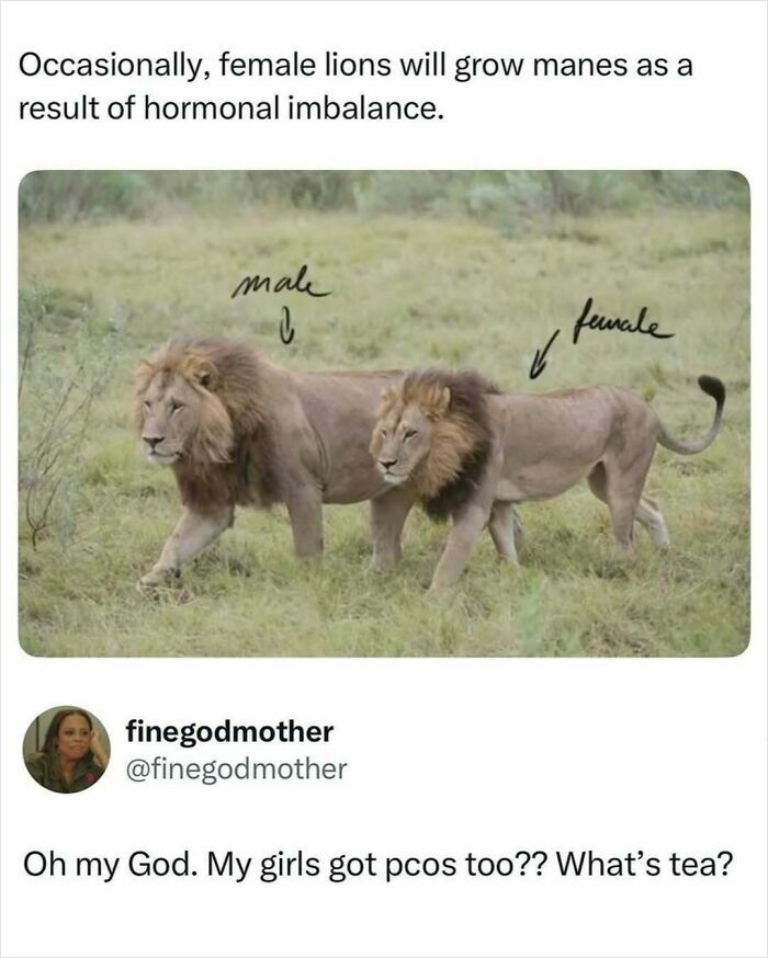 Animal-Humor-Pics-Animalxhumor