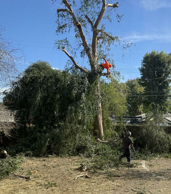 Man in orange climbing a tall tree while another person walks below through branches in a messy yard outdoors