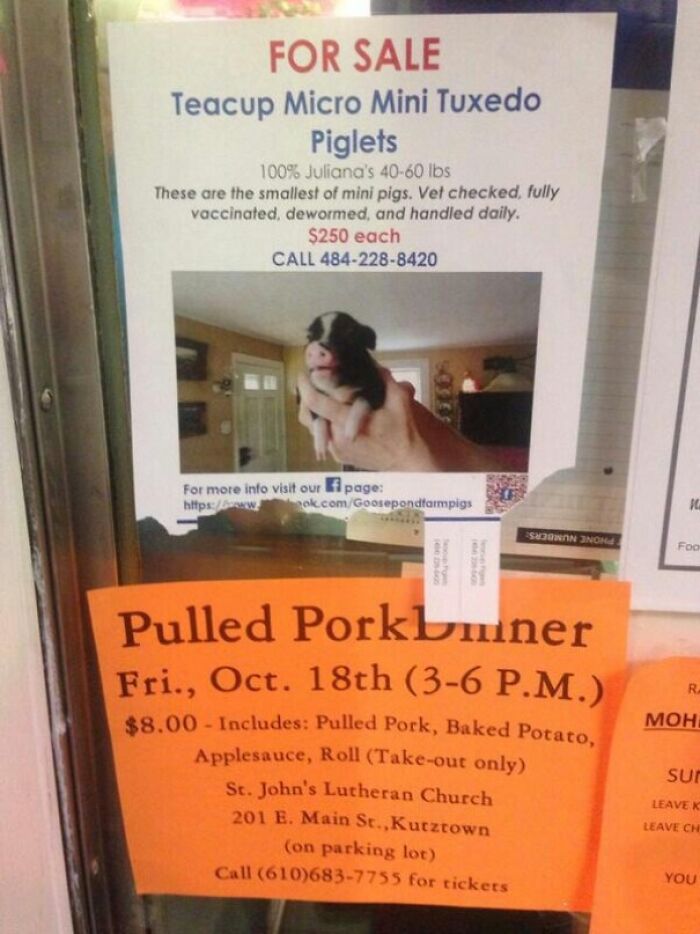 For sale sign showing micro mini tuxedo piglets above a pulled pork dinner flyer, an accidental comedy moment in everyday ads.
