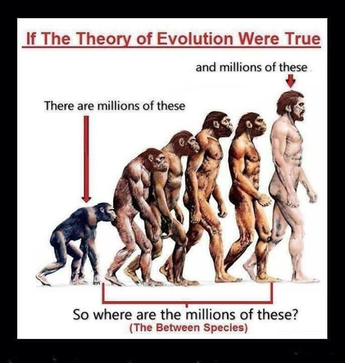 Evolution meme illustrating human development stages questioning the existence of transitional species in the theory of evolution.